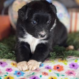 Dory - Black & white female Miniature Australian Shepherd puppy in California from Eagle River Aussies