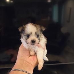 Ruffles - Black & tan tri-color male Maltipoo puppy in Sedro Woolley, Washington from Absher Ranch