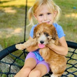 Poodle and Whoodle Puppies from Genesis Family Farm