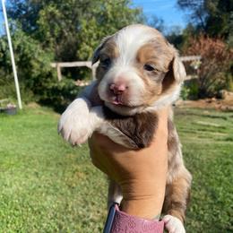 Rocky Road - Red merle female Miniature Australian Shepherd puppy in Sonora, California from Quarle Ranch Mini Aussies