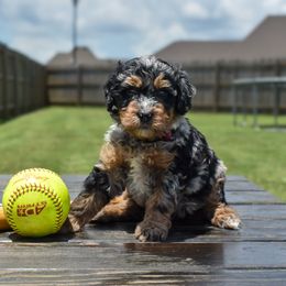 Finch - Blue merle female Bernedoodle puppy in Lake Charles, Louisiana from Journey Doodles