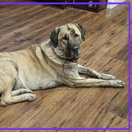 Anatolian Shepherd Dog All Grown Up from Fyne Acres