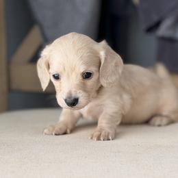 Boy 1 - Cream male Dachshund puppy in Martinsville, Virginia from Ana’s Beautiful Doxies