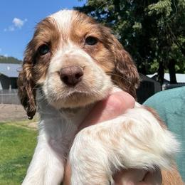 Herbie - Liver white and tan male English Springer Spaniel puppy in Coeur D'alene, Idaho from Springer Hollow