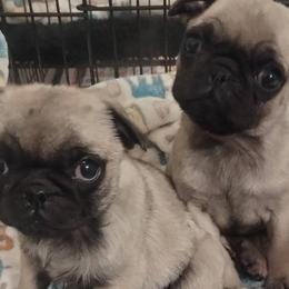 Pembroke Welsh Corgis and Pugs from Amatskennel - Stubby Tails Ranch