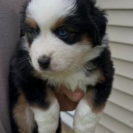 Girl 1 Poppy - Black tri female Miniature Australian Shepherd puppy in Bristow, Iowa from Pine Ridge Toy and Mini Aussies