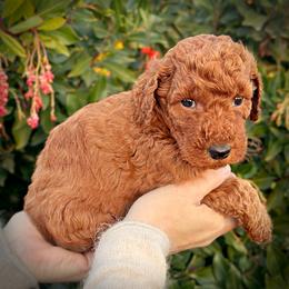Blue Collar Girl - Red  female Poodle puppy in Modesto, California from Dry Creek Poodles