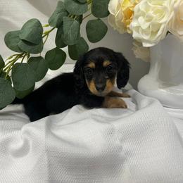 Basset Hound and Dachshund Puppies from V's Southern Angels