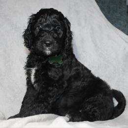 Dasher - Black male Goldendoodle puppy in Howard City, Michigan from Doodles and Chaos