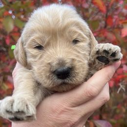 Goldendoodles from Tn Blessings Goldens and Doodles