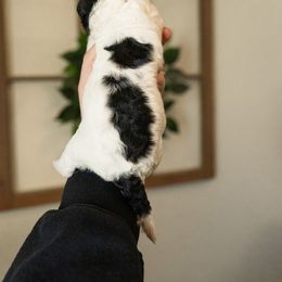 Bernedoodle, Cavapoo, Goldendoodle, and Poodle Puppies from Wasatch Pup