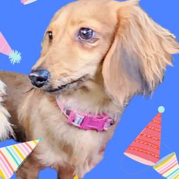 SHIRLEY - Dachshund