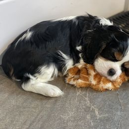Cavalier King Charles Spaniel Puppies from Sahailey Cavaliers
