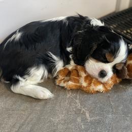 Cavalier King Charles Spaniel Puppies from Sahailey Cavaliers