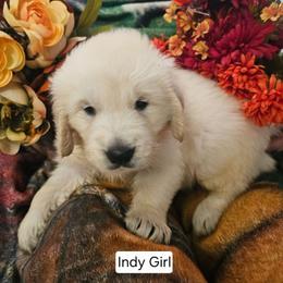 Indy Girl 1 - Light golden female Golden Retriever puppy in Niles, Michigan from Family Raised Goldens
