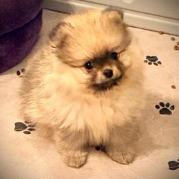 Girl 2 - Orange sable female Pomeranian puppy in Royston, Georgia from SouthernHearts Poms