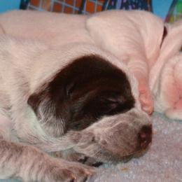 German Wirehaired Pointer Puppies from Idawire GWPs