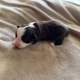 Black Tri - Black tri male Toy Australian Shepherd puppy in Mineral Wells, Texas from BMNM2 Toy Aussies