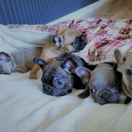 French Bulldog Puppies from Haas Frenchies LLC