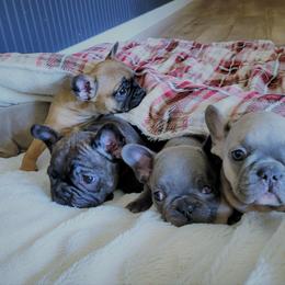 French Bulldog Puppies from Haas Frenchies LLC