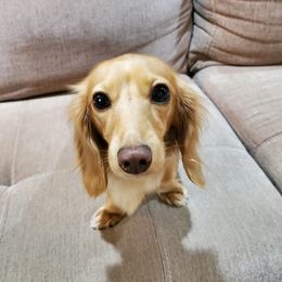 Skye - Dachshund