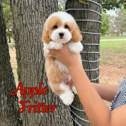 Apple Fritter - Red male Bernedoodle puppy in Mount Vernon, Missouri from PoodlelyDoodlely