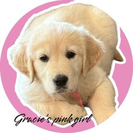 Golden Retriever Puppies from Family Loved Golden Retrievers