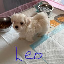 Blooming Bright Elio MFK AKA Leo - White male Maltese puppy in Calhan, Colorado from Millennium Falcon Kennels