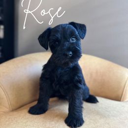 Rose AKC - Black Miniature Schnauzer puppy in Victorville, California from West Coast Royal Miniature Schnauzer