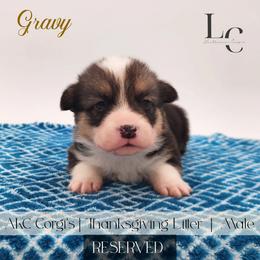 Gravy - Black and tan male Pembroke Welsh Corgi puppy in Pine Village, Indiana from NL Horsemanship