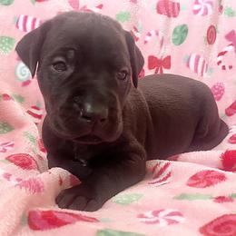 Sally - Black female Great Dane puppy in Spartanburg, South Carolina from Pawlmetto Danes