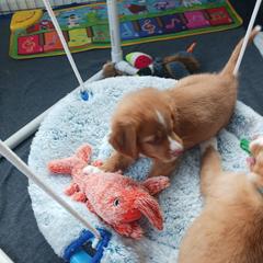 Nova Scotia Duck Tolling Retriever Puppies from Red Hill Tollers
