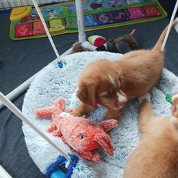 Nova Scotia Duck Tolling Retriever Puppies from Red Hill Tollers