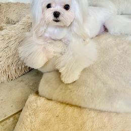 Maltese Puppies from Made to Love Maltese LLC