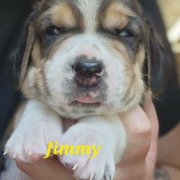 Boy 3 - male Beagle puppy in Brockway, Pennsylvania from Sugar Hill Hounds