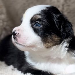 Miniature Australian Shepherds and Toy Australian Shepherds from Ramblin’ Rogue Toy and Mini Aussies