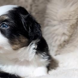 Miniature Australian Shepherds and Toy Australian Shepherds from Ramblin’ Rogue Toy and Mini Aussies