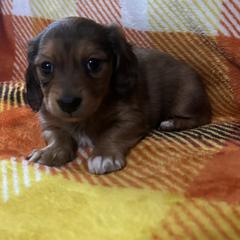 Shaded red dapple girl - Dapple female Dachshund puppy in Coeburn, Virginia from Southern Sweetheart Kennels