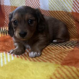Shaded red dapple girl - Dapple female Dachshund puppy in Coeburn, Virginia from Southern Sweetheart Kennels