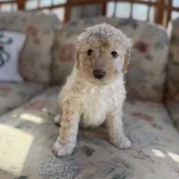 Waitlist 1 (F) - Yellow and white female Bernedoodle puppy in Gales Ferry, Connecticut from Schweers Goldens and Doodles