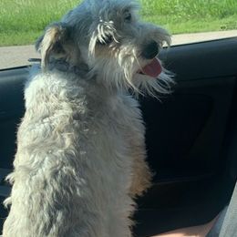 Miniature Schnauzers from Skyline Miniature Schnauzers