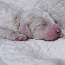 Truffle - White male Poodle puppy in Conroe, Texas from Pear house farm
