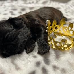 Black boy 1 - Black male Shih Tzu puppy in Sherman, Texas from Shannon’s Sugar Sweet Shih Tzu’s