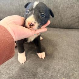 Bruno - Black and white male Border Collie puppy in Taylor, Arizona from Vowell Farm Border Collies