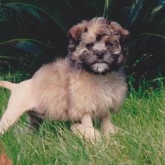 Lowchen Puppies from Ashford Kennel