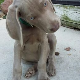 Weimaraner Puppies from Boonieland Kennels