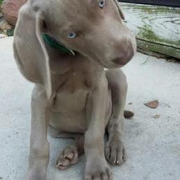 Weimaraner Puppies from Boonieland Kennels