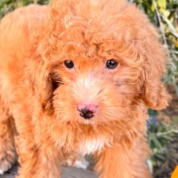 Autumn - Red female Bernedoodle puppy in Vacaville, California from Starlight Goldendoodles