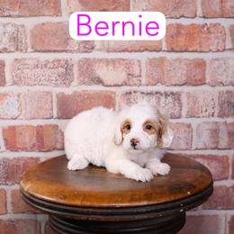 Bernie - Apricot female Goldendoodle puppy in Calhoun, Georgia from Happy Top Doodles