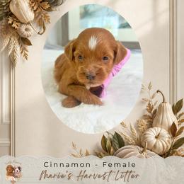 Cinnamon - Red  female Goldendoodle puppy in Norcross, Georgia from Teddy Puppies